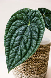 Anthurium luxurians 'Ecuadorian type'